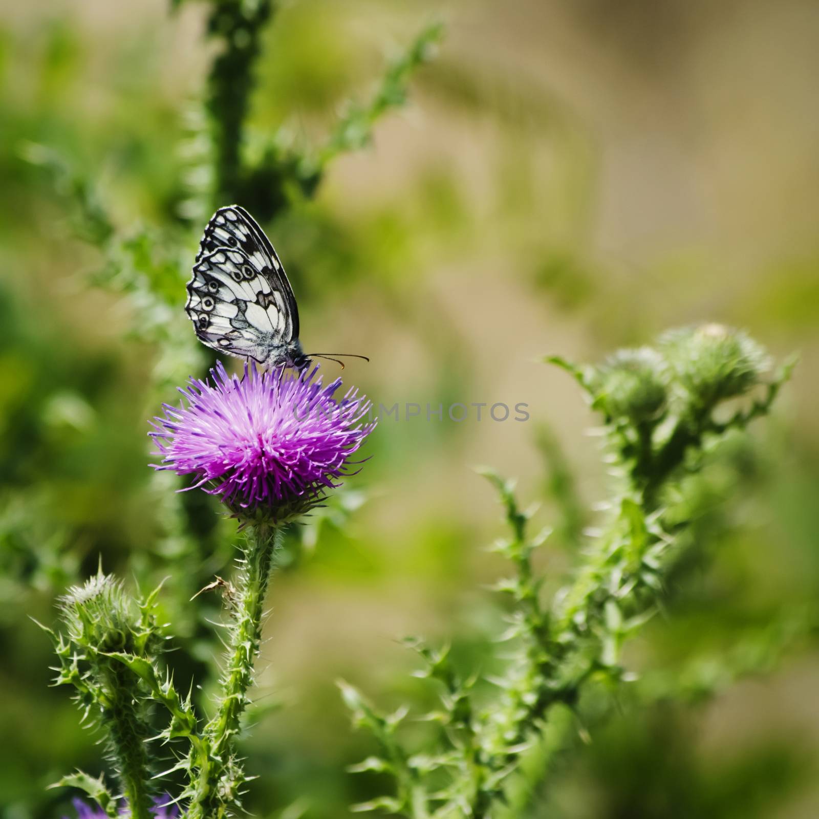 Thistle and Butterfly Over Natural Background