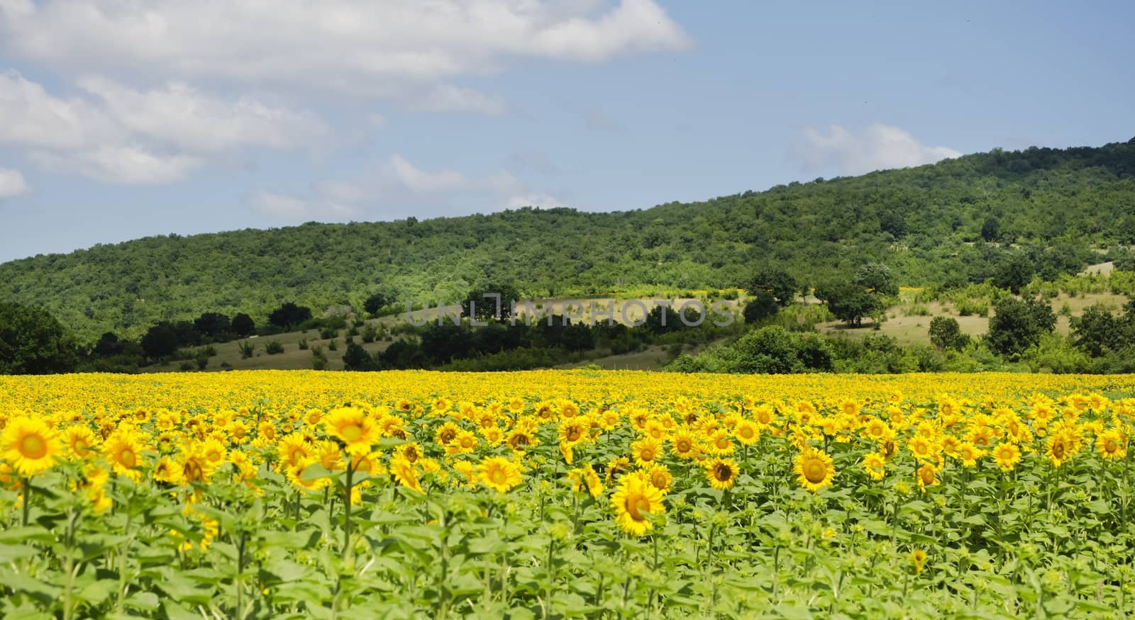 Yellow Sunflower in Summertime Over Natura Bbackground