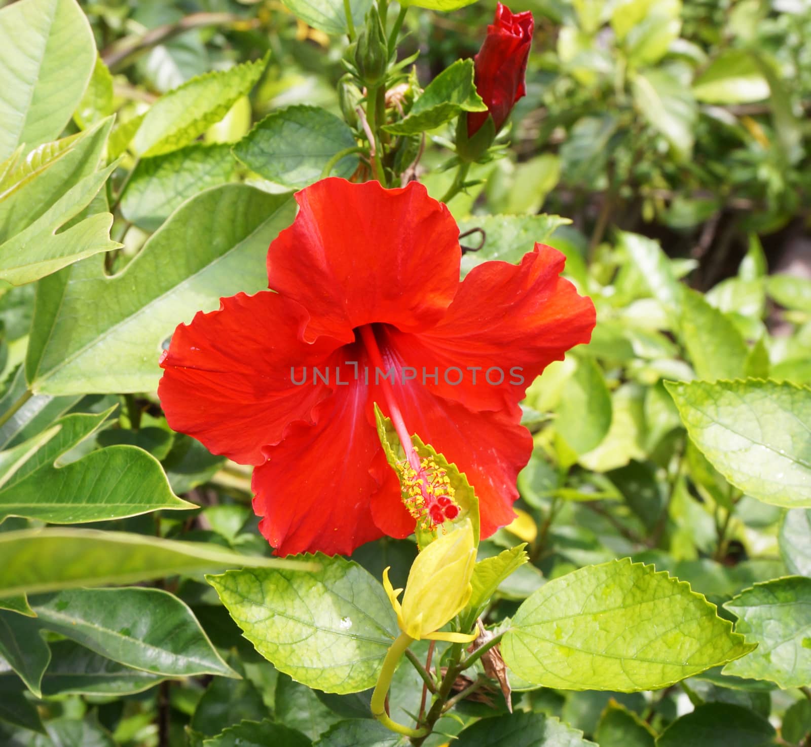 Hibiscus rosasinensis hybrid  by ninun