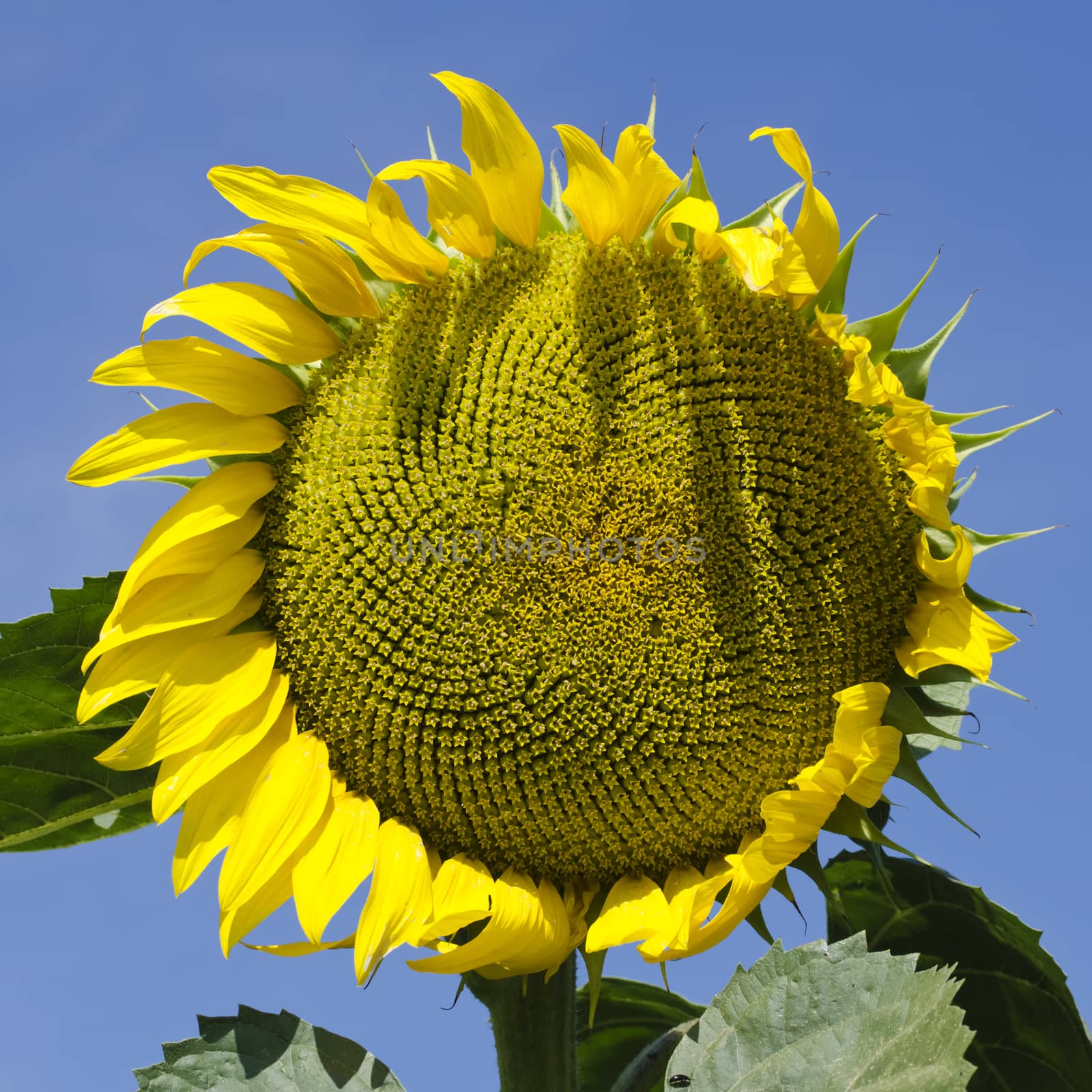 Yellow Sunflower in Summertime Over Sky Background 