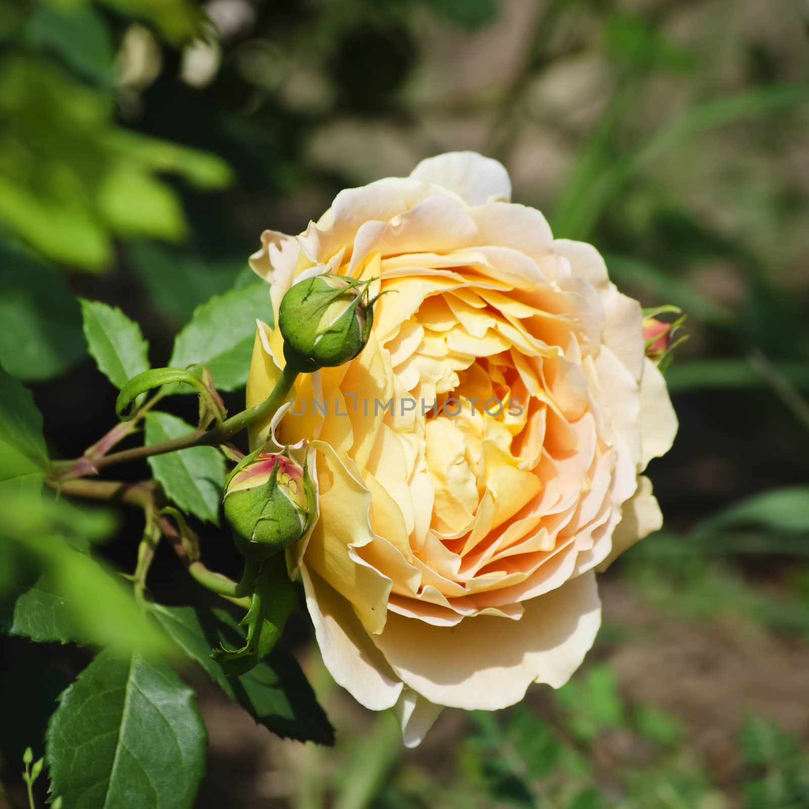 Photo of the Rose Flower in Spring Time