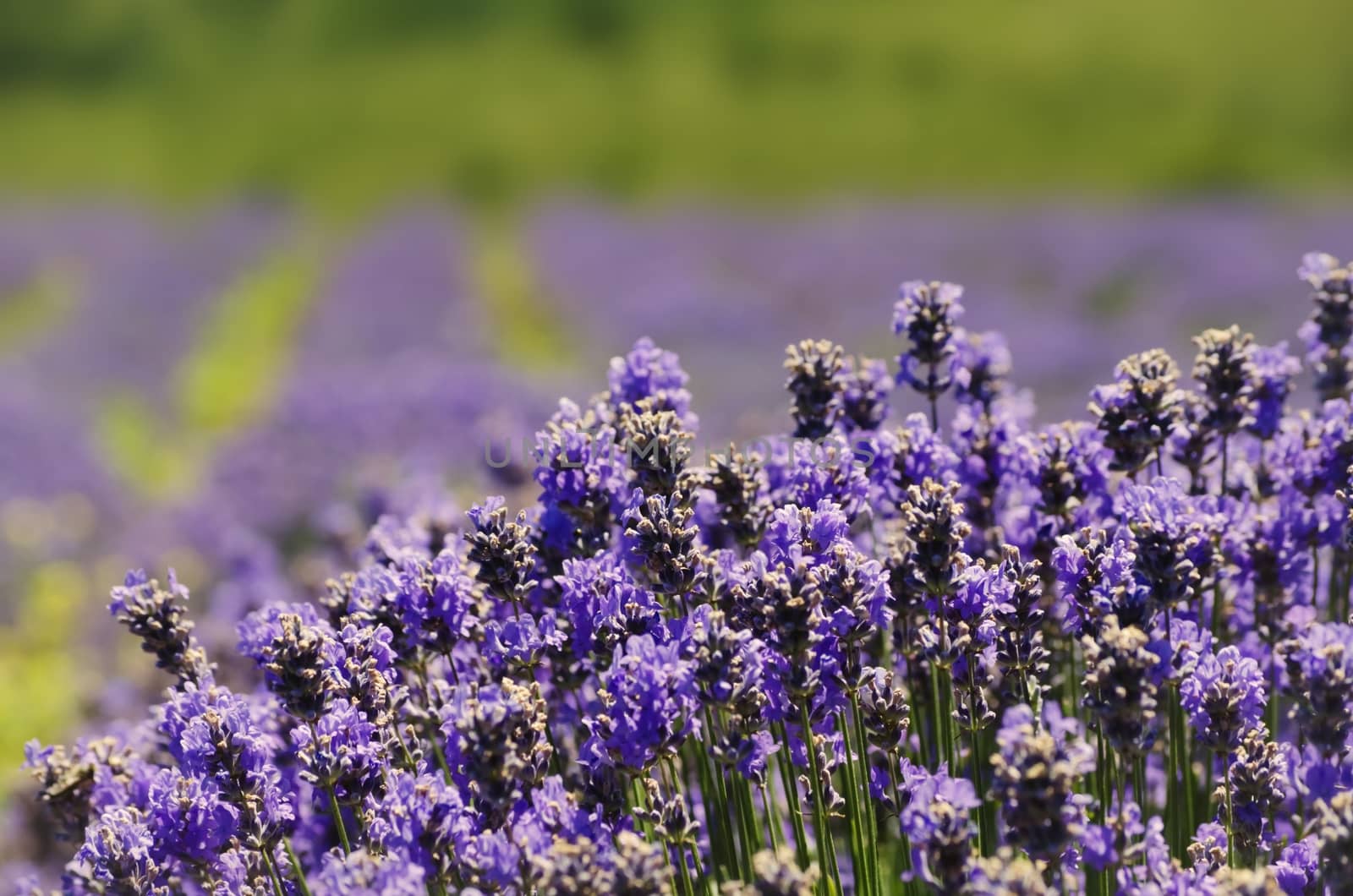 Photo of the Purple Lavender Blossom Field
