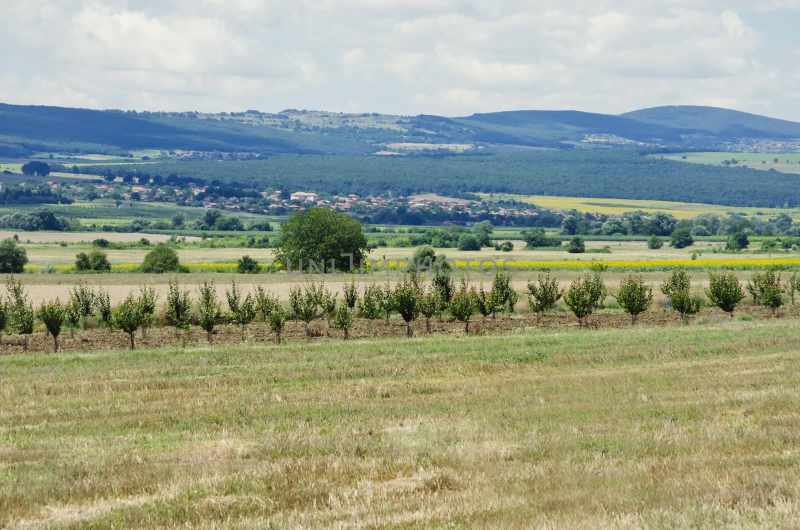 Rural Landscape in Summertime With Fields and Meadows