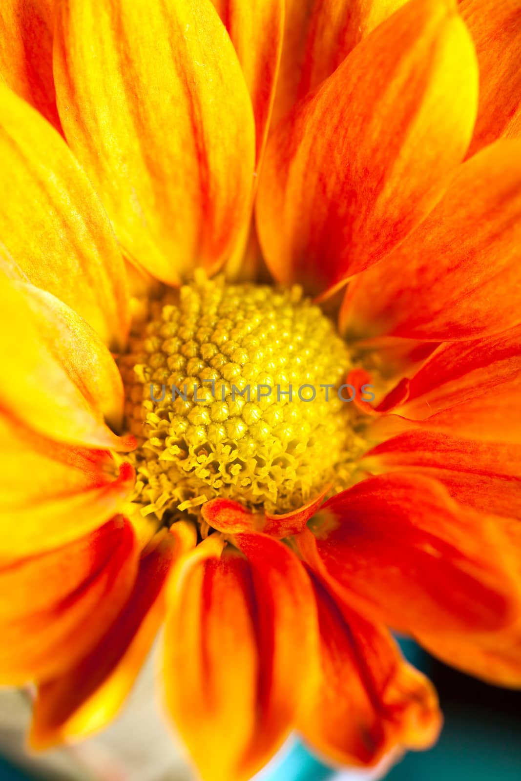 Close up macro view of a yellow flower.  Shallow depth of field.