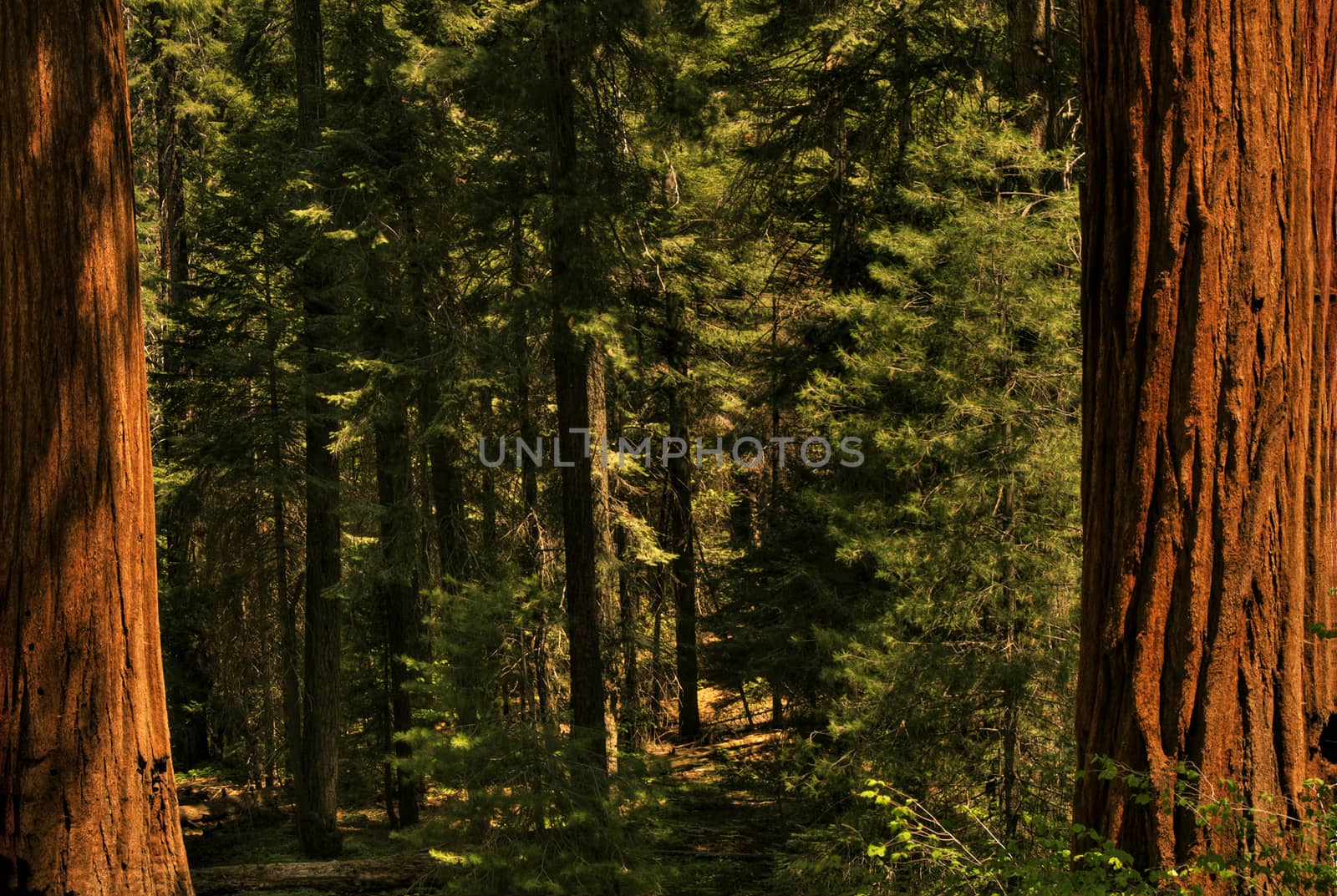 Redwood Trees 0119 by aLunaBlue