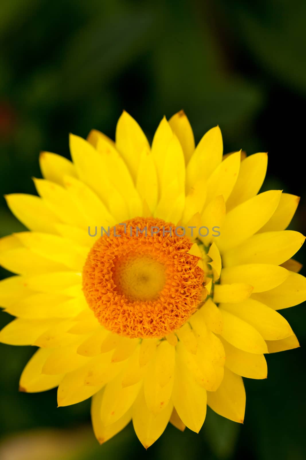 Yellow Flower by graficallyminded