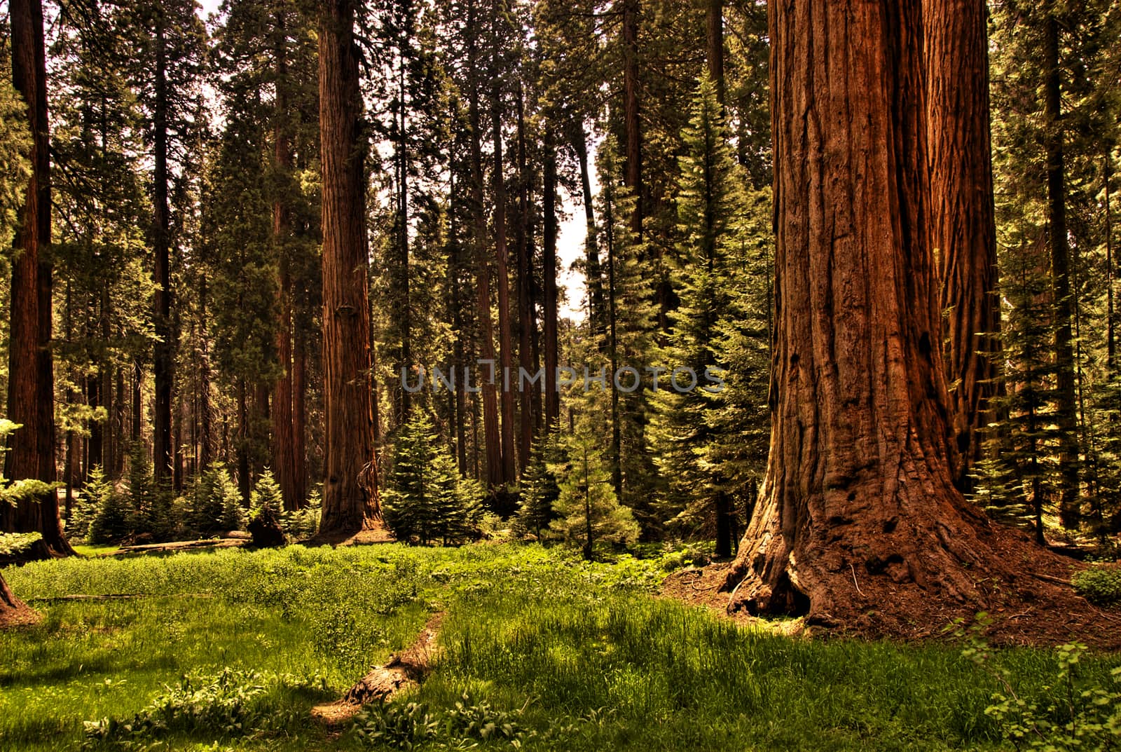 Redwood Forest 0118 by aLunaBlue