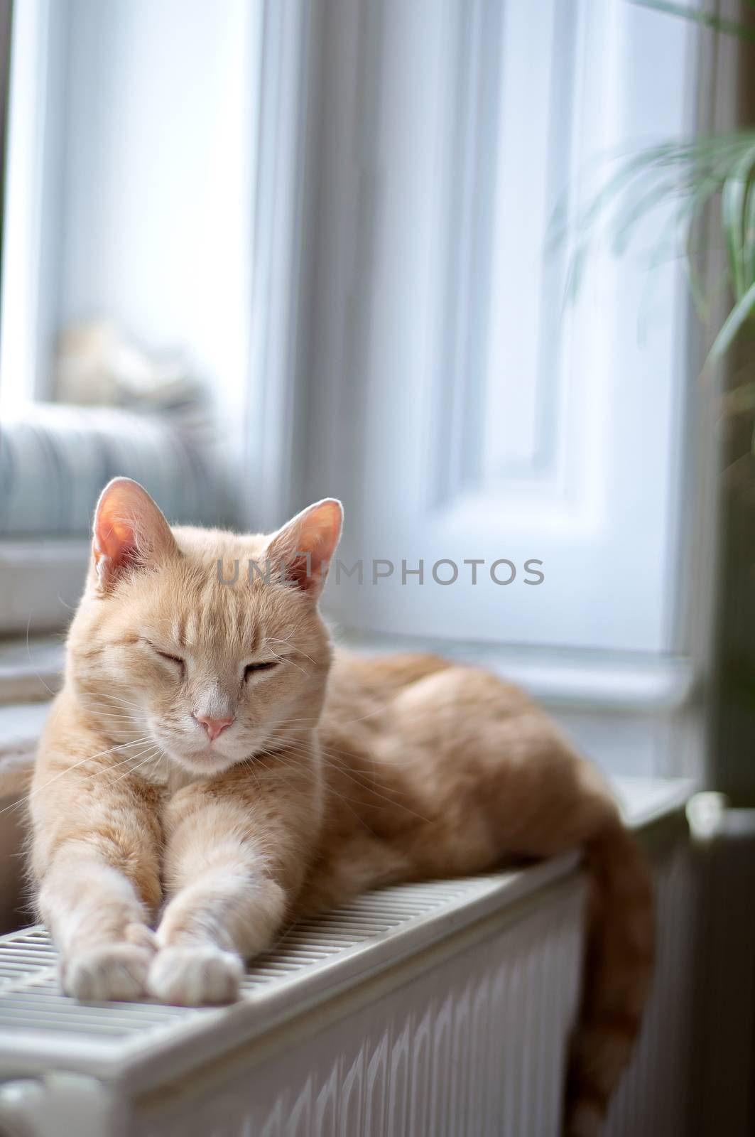 Ginger cat sleeping by anderm