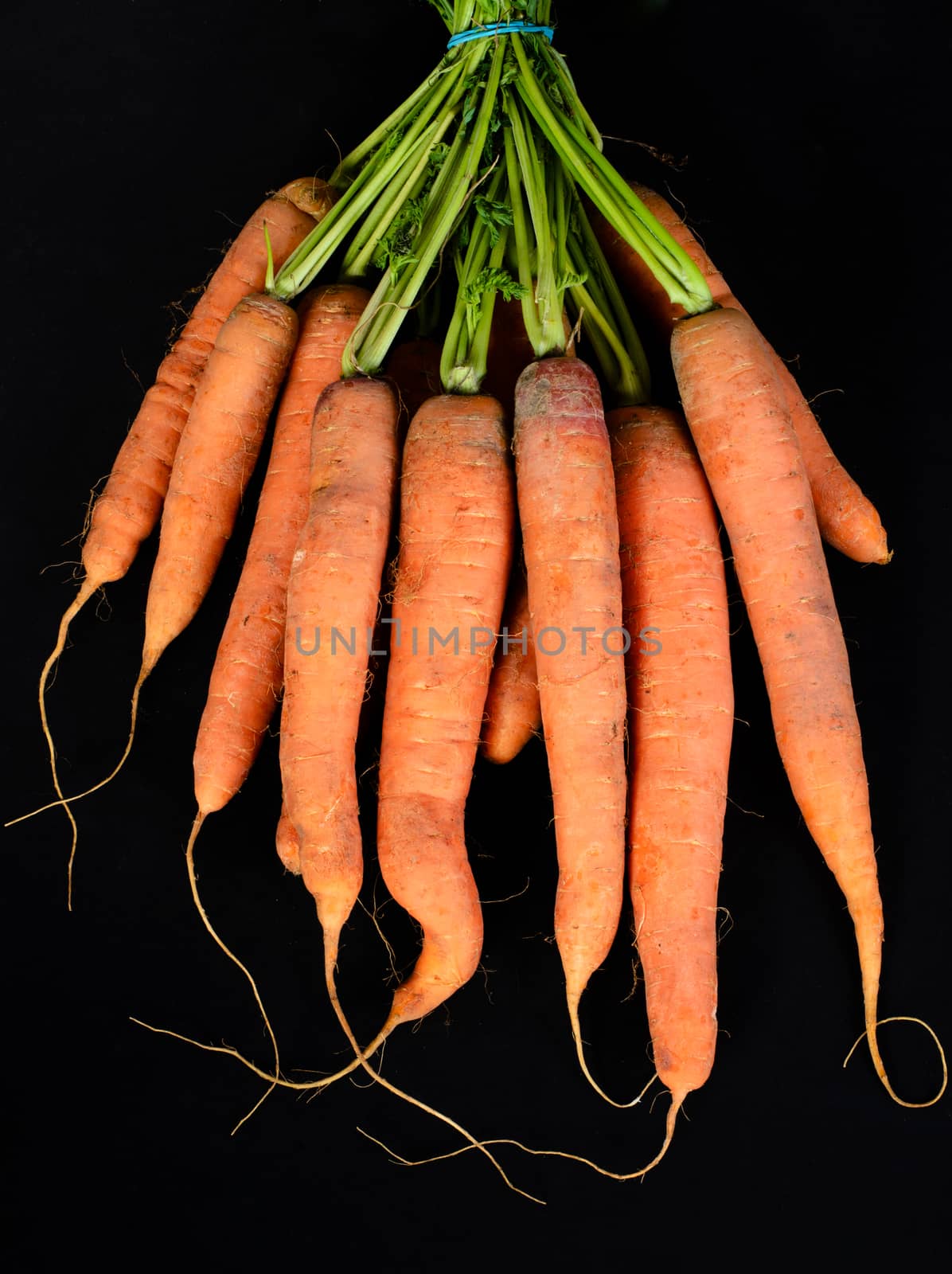 carrot