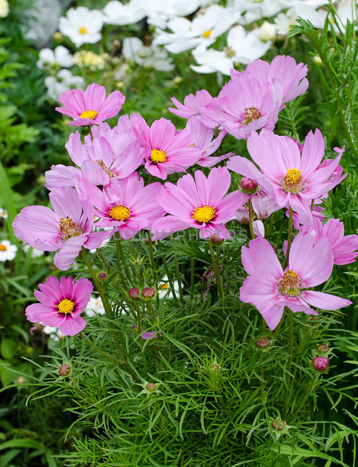 pink flowers