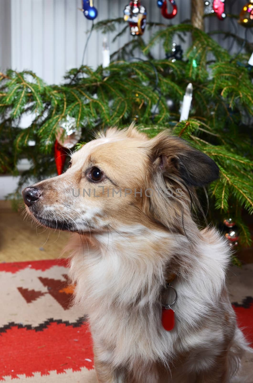 dog and the christmas tree