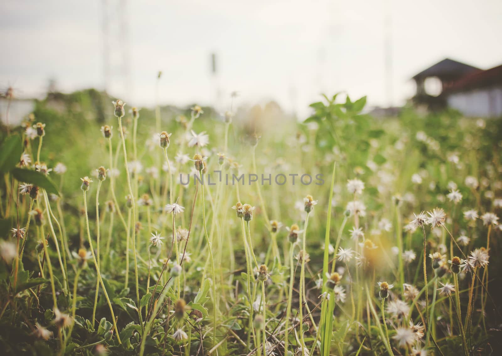 Dry meadow flowers with retro filter effect by nuchylee