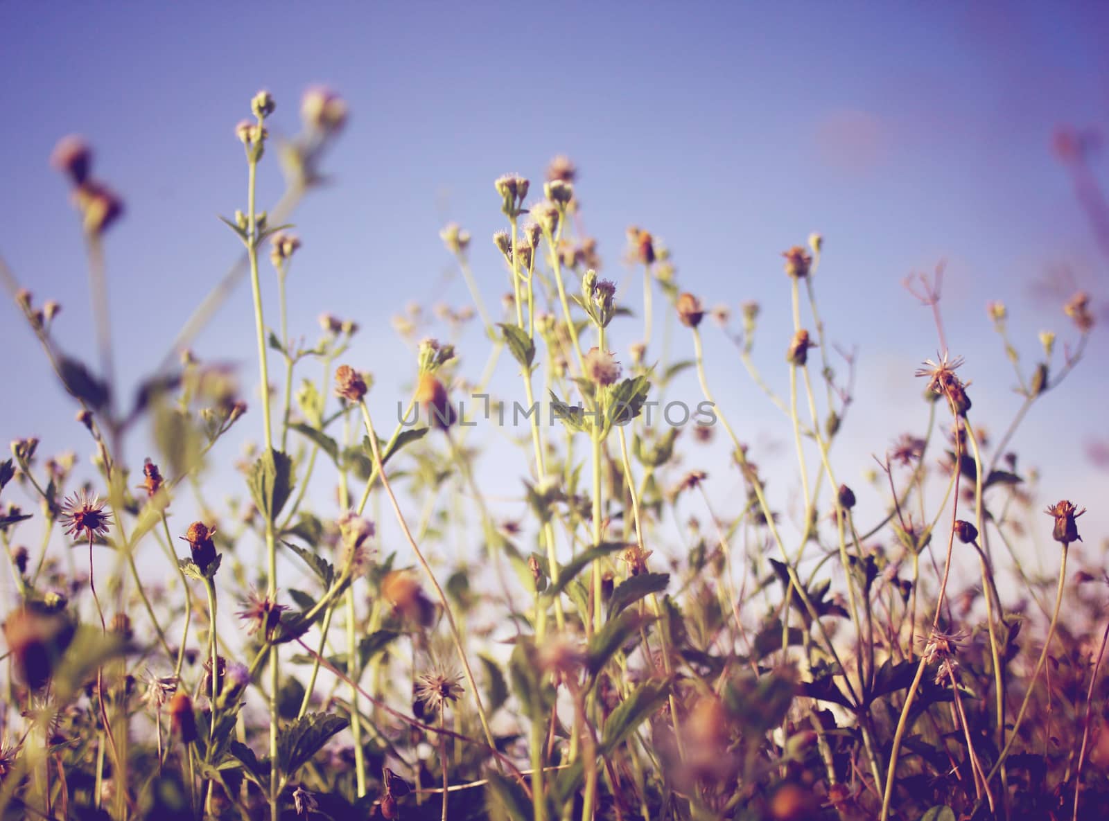 Dry meadow flowers and blue sky with retro filter effect by nuchylee