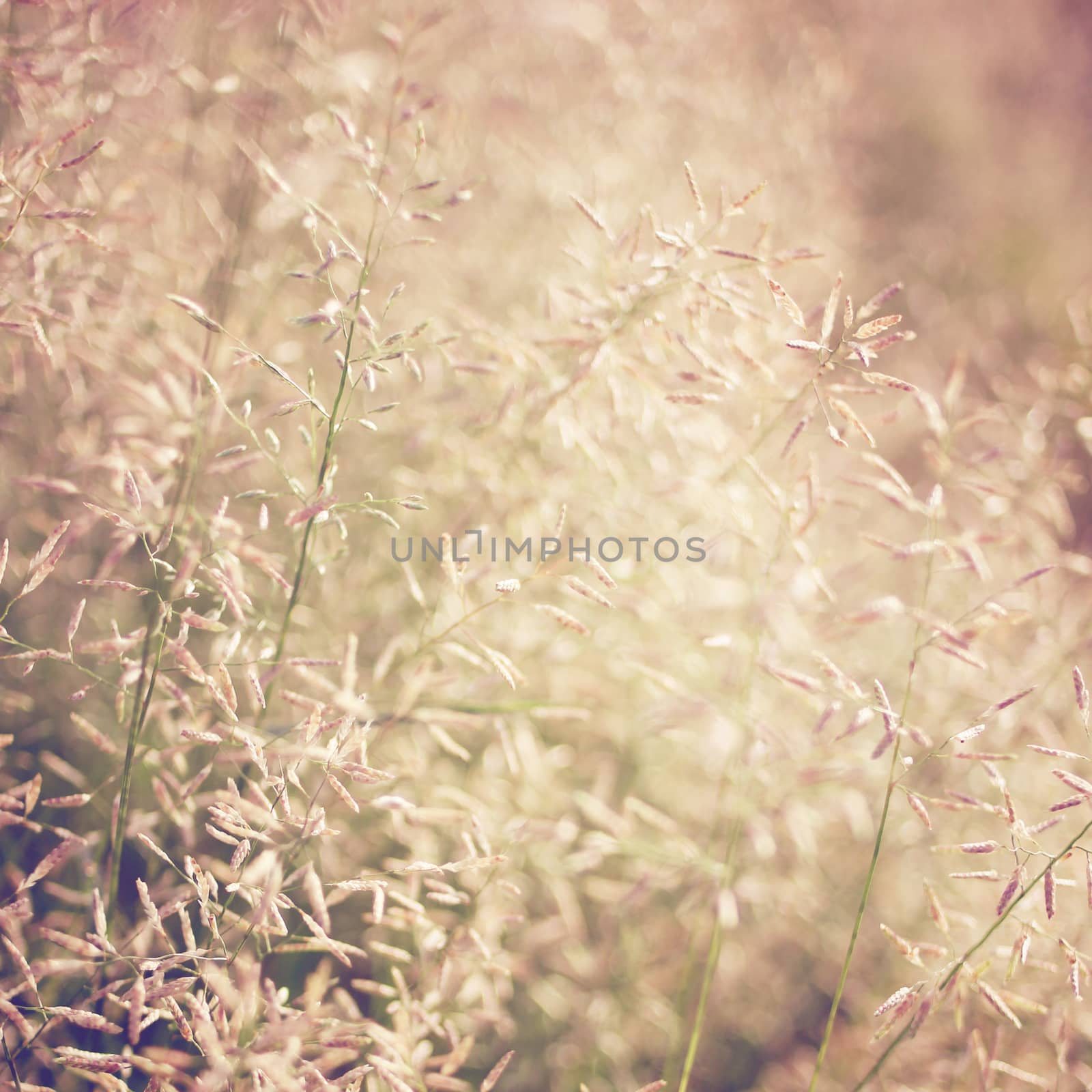 Dry meadow flowers with retro filter effect