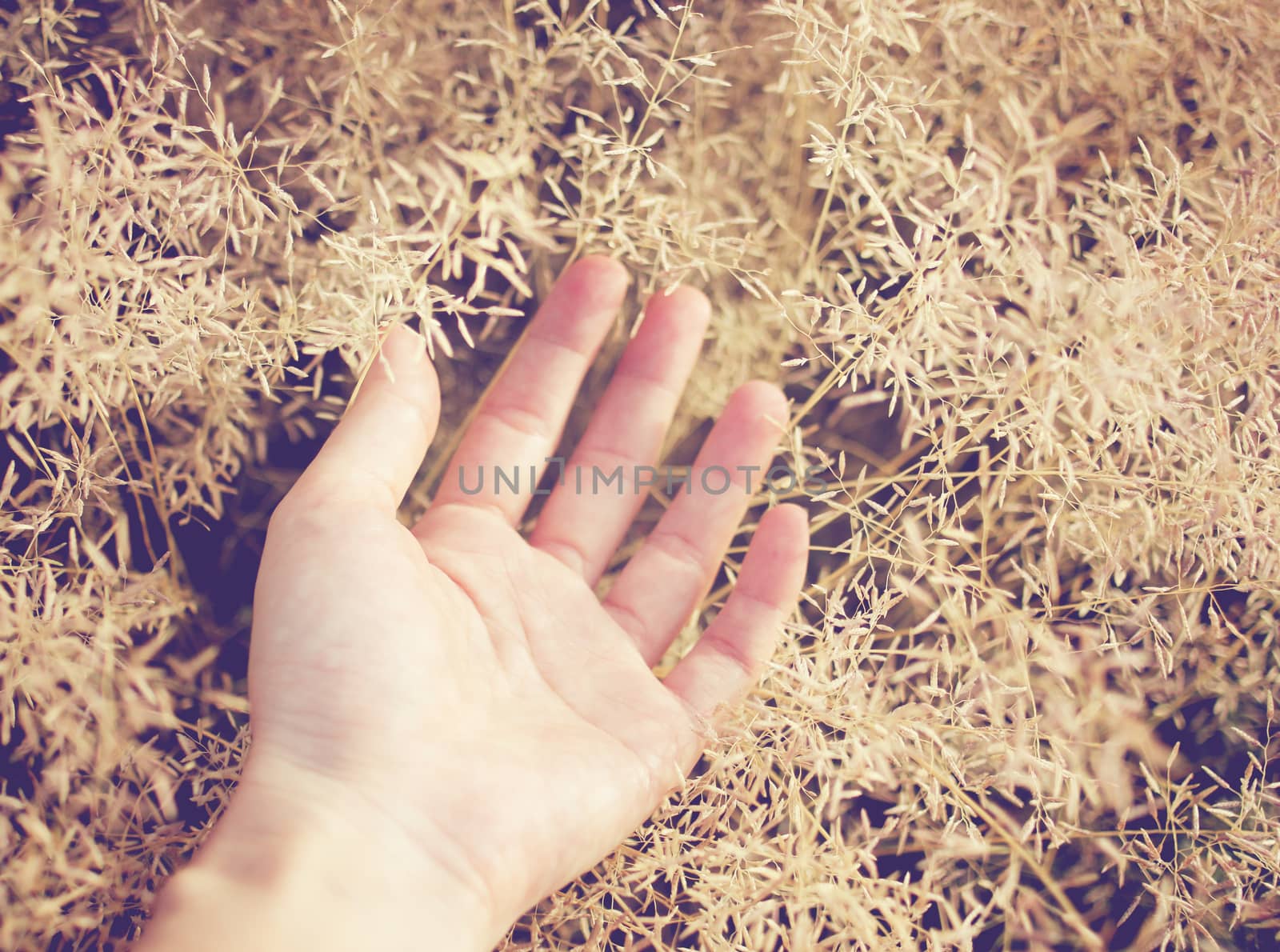 Hand on autumn grass with retro filter 