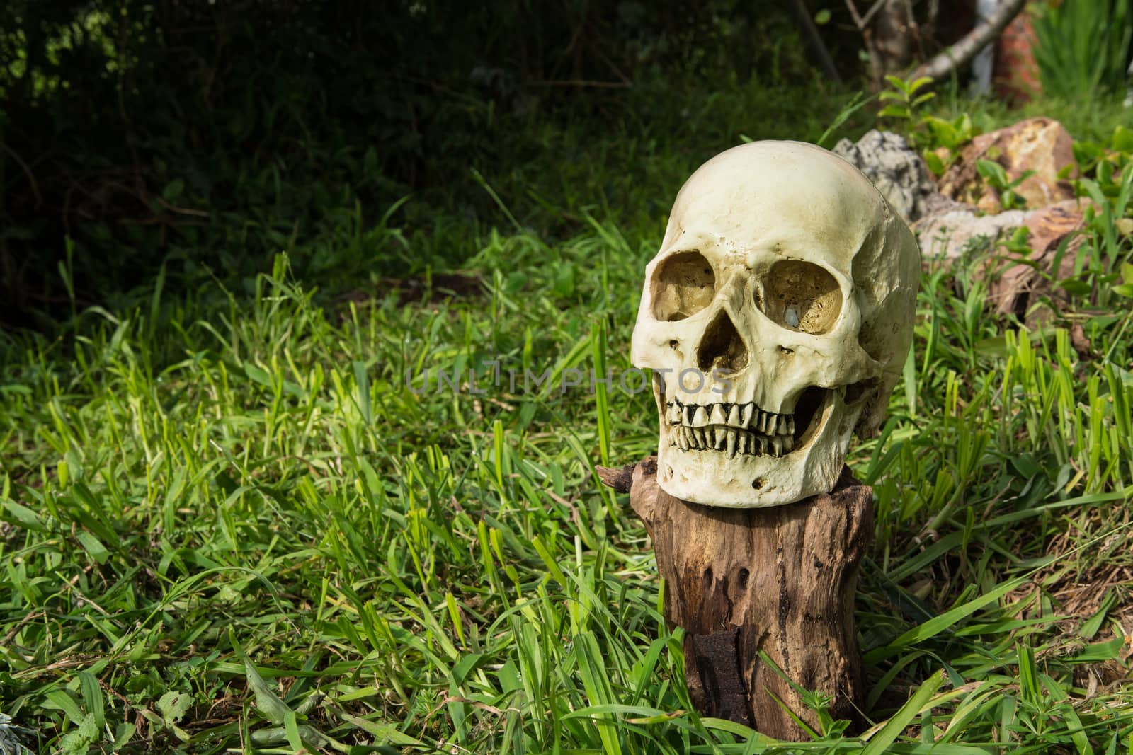Still life, skull in the backyard and log in the park