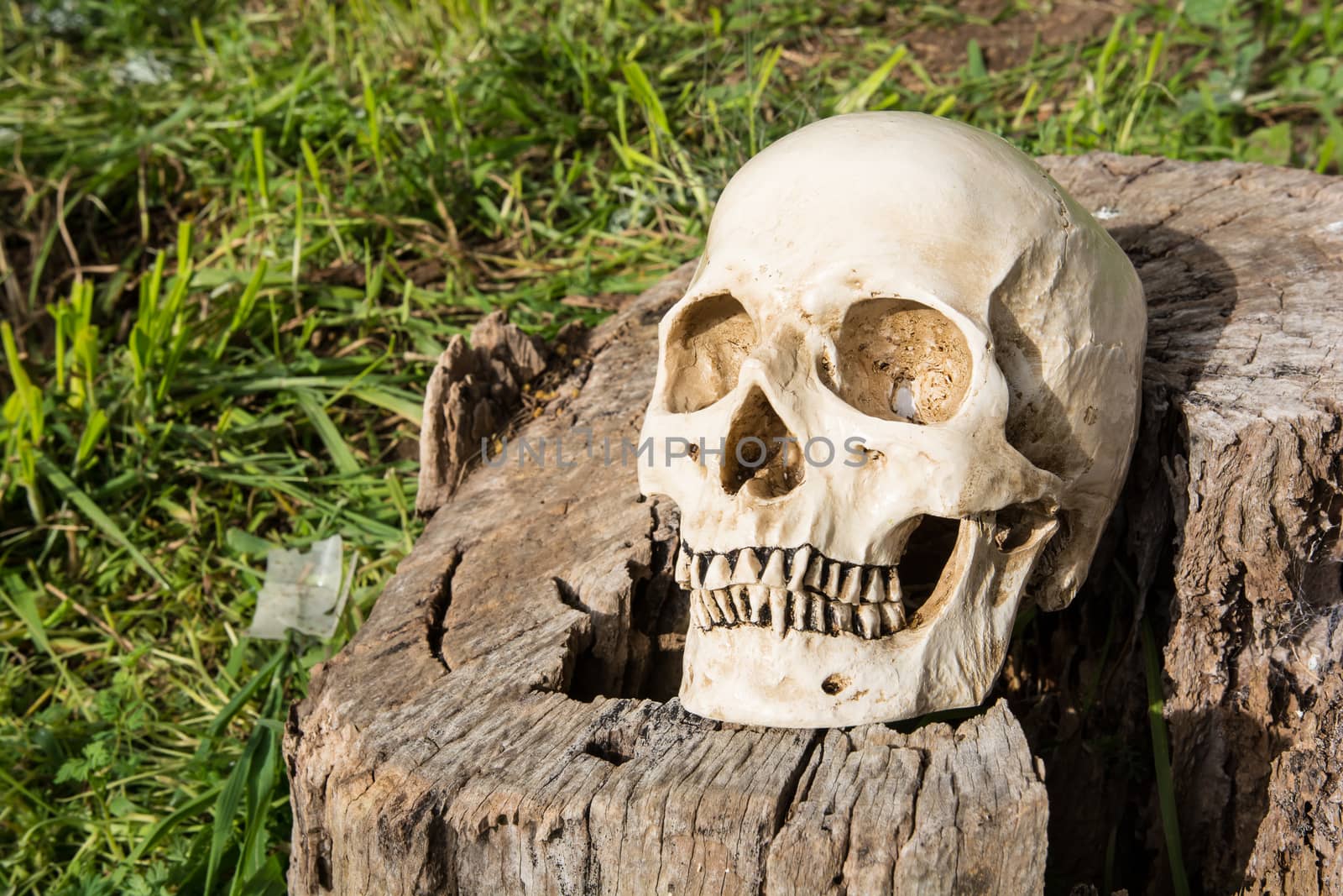 Still life, skull in the backyard and log in the park
