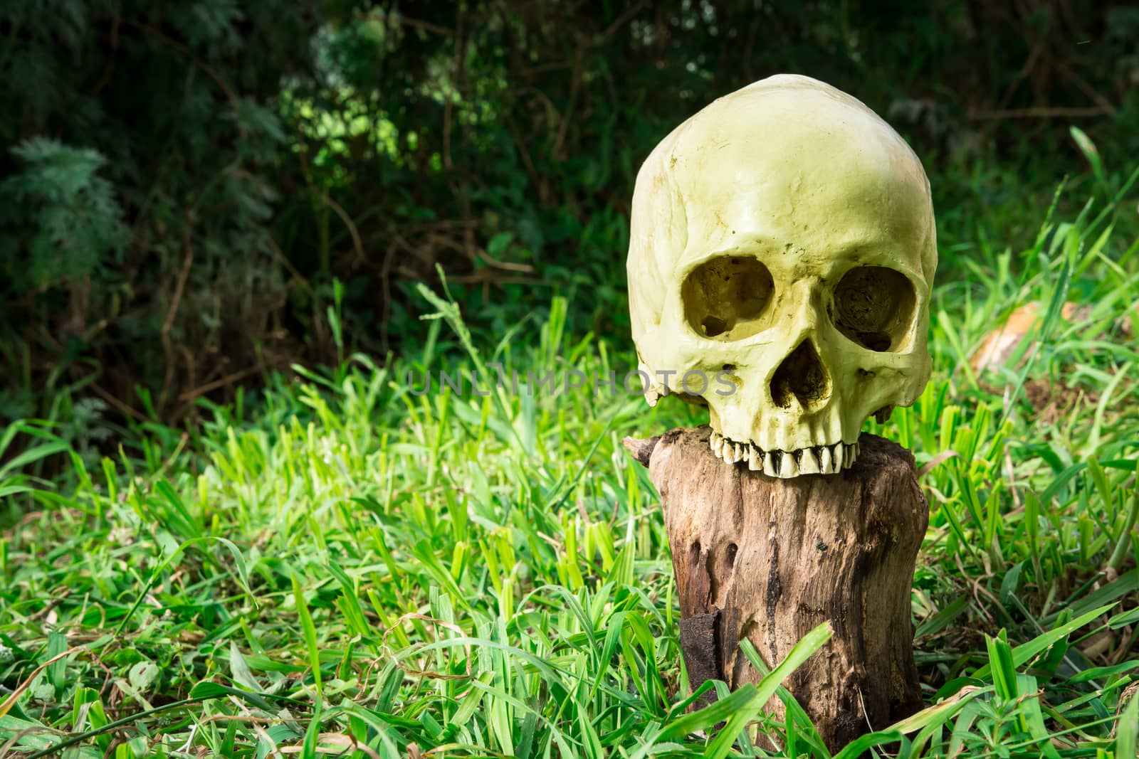 Still life, skull in the backyard and log in the park