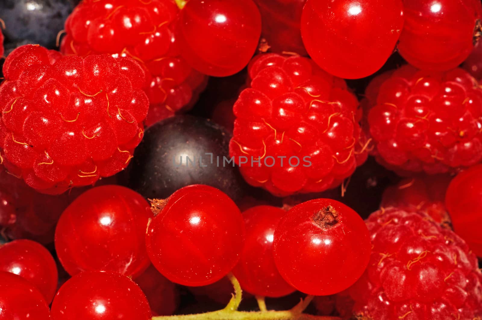 Assorted berries (raspberries, black and red currants) as background