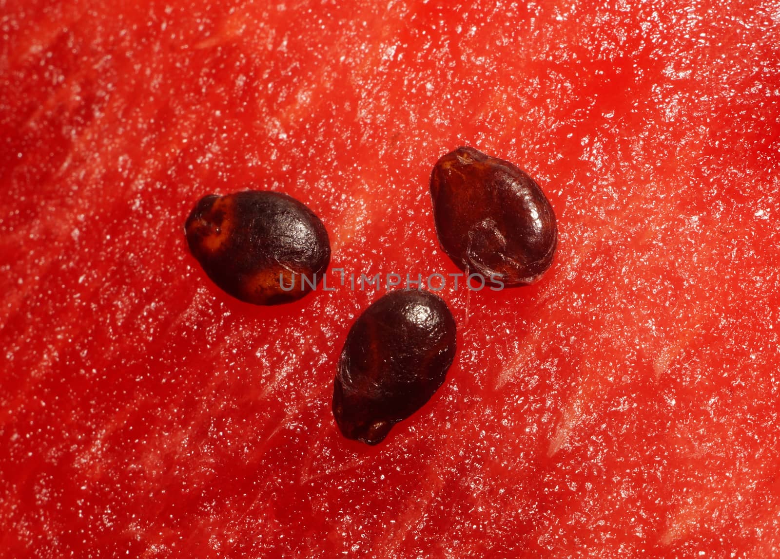 Three seeds of watermelon pulp on closeup                               