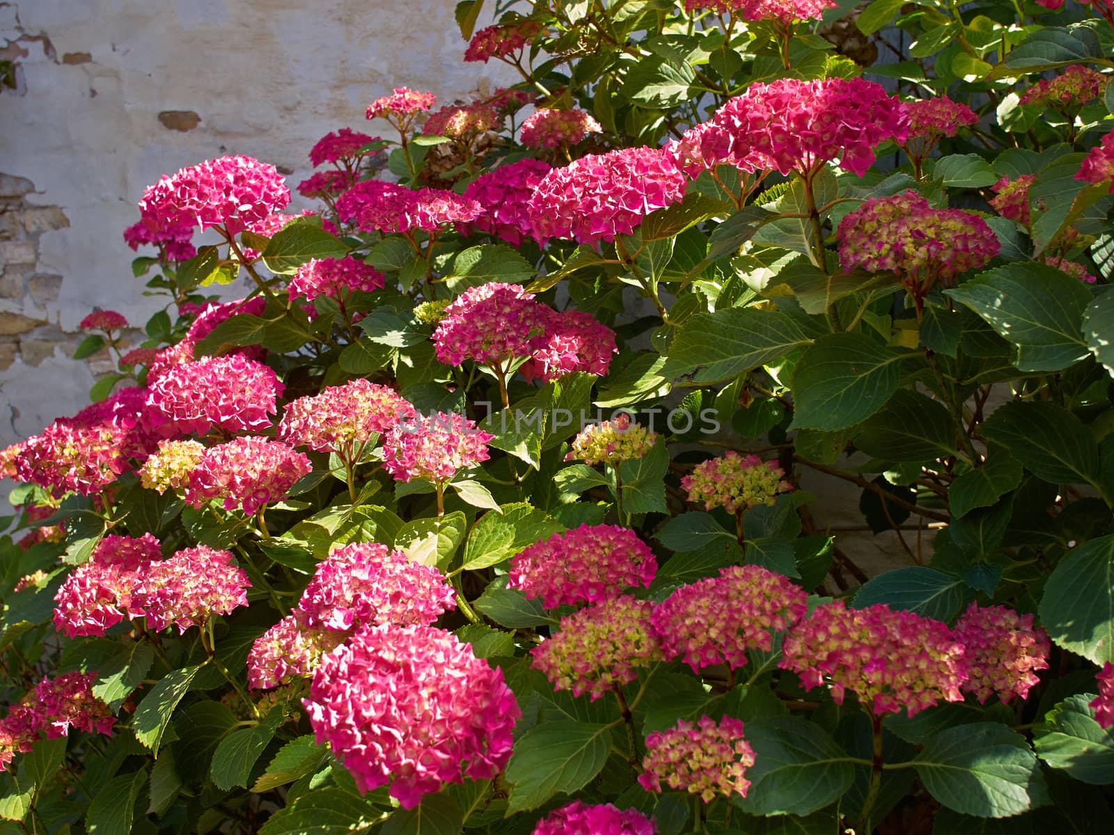 Blooming Pink Hortensia Hydrangea flowers growing in the garden gardening background image
