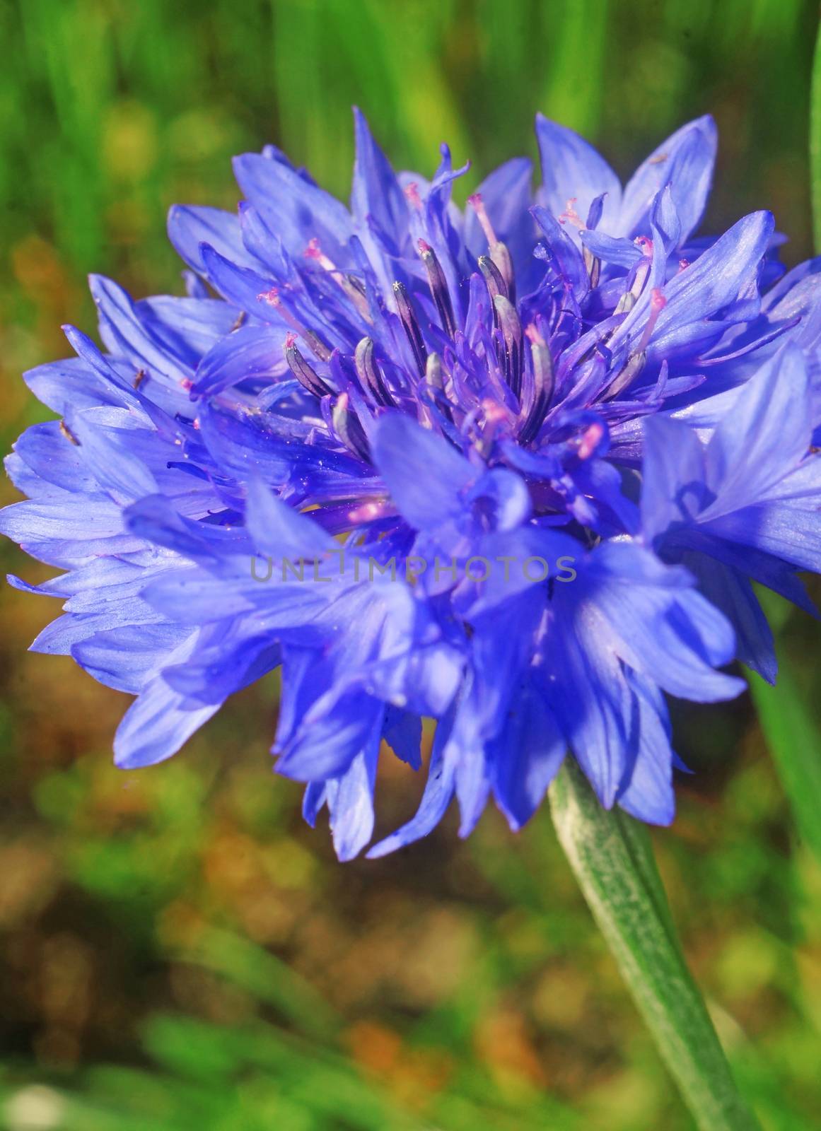 Blue cornflower close up