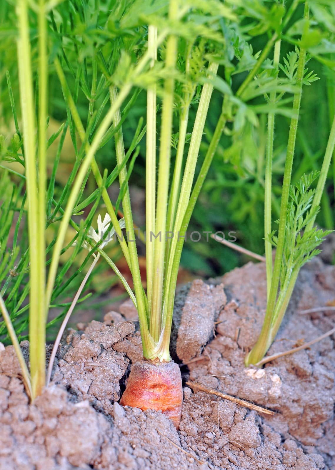 Carrots in the ground closeup                               