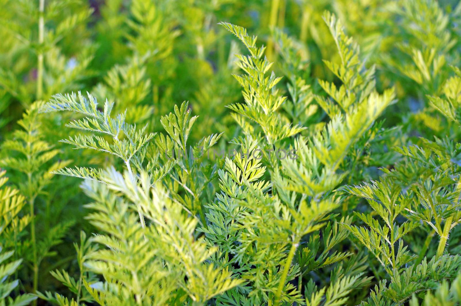 Carrot greens growing in the garden                               