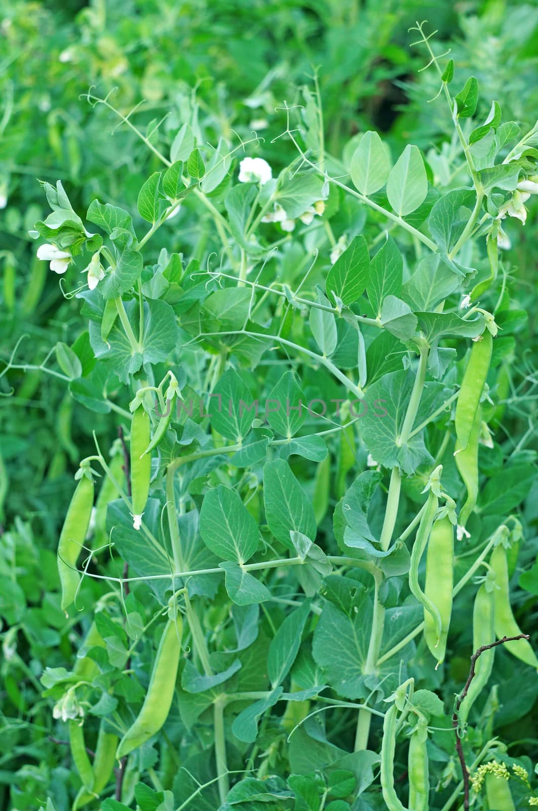 Flowering Shrubs green peas in the garden