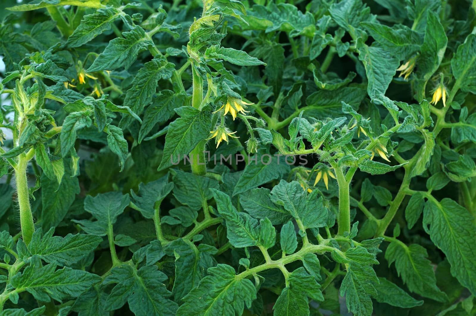 Flowering tomatoes growing in the garden                               