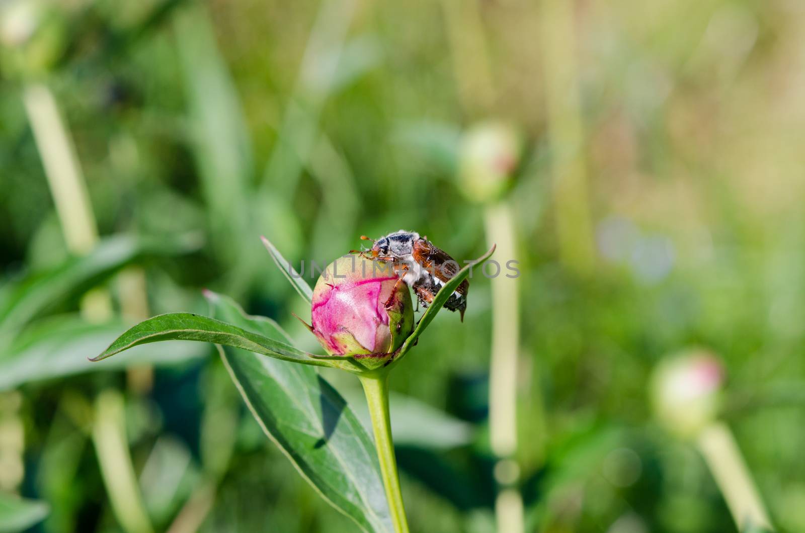 big bright brown cockchafer chafer sits quietly on the peony bud through it crawls small brown ants