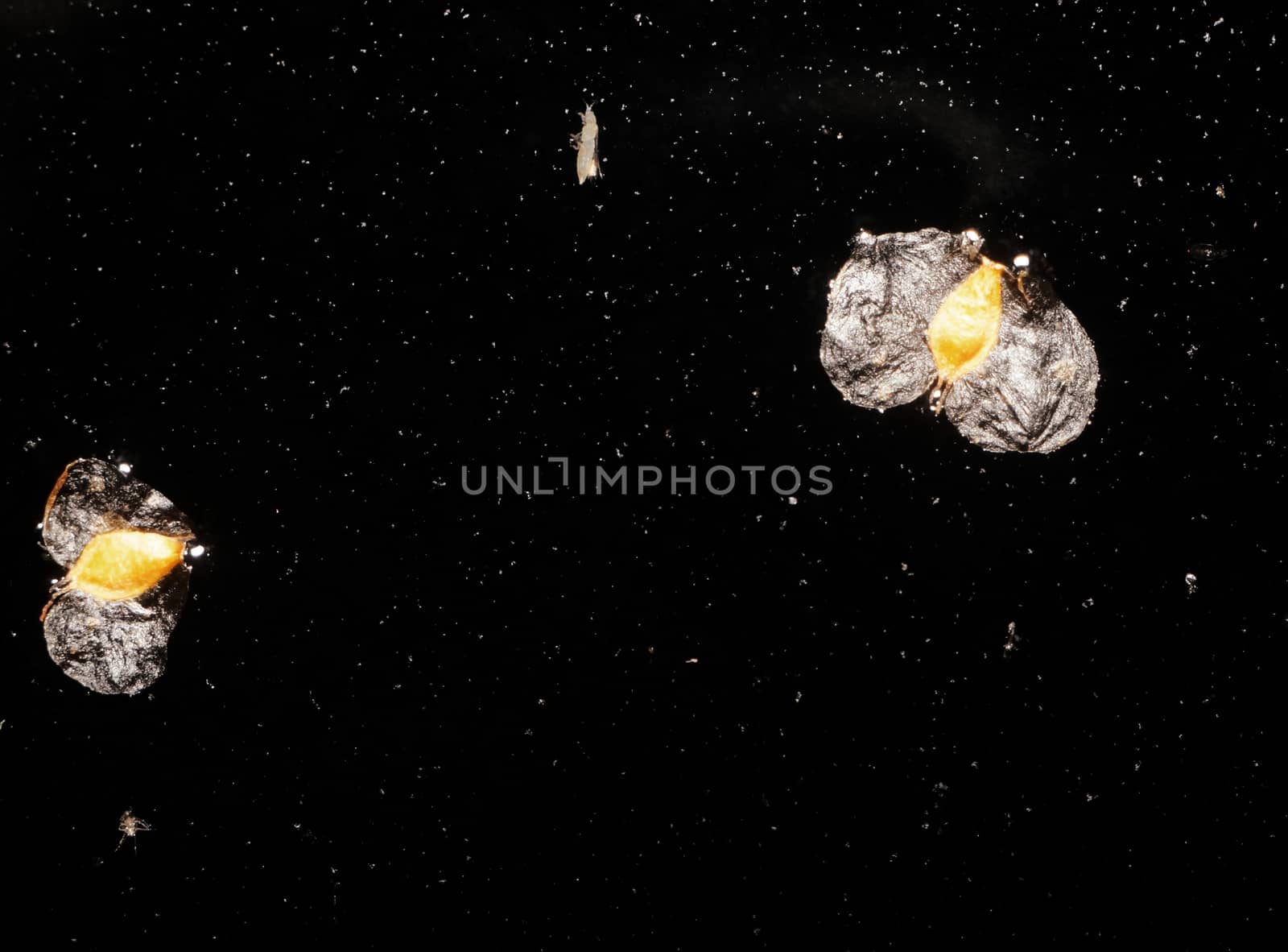 Abstract background - black water surface with dust particles and birch seeds                               