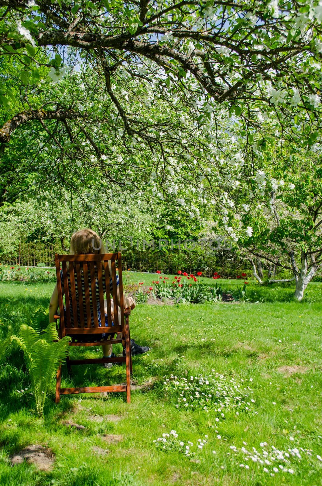 young gardener resting garden wooden chair in white flowering cherry shade
