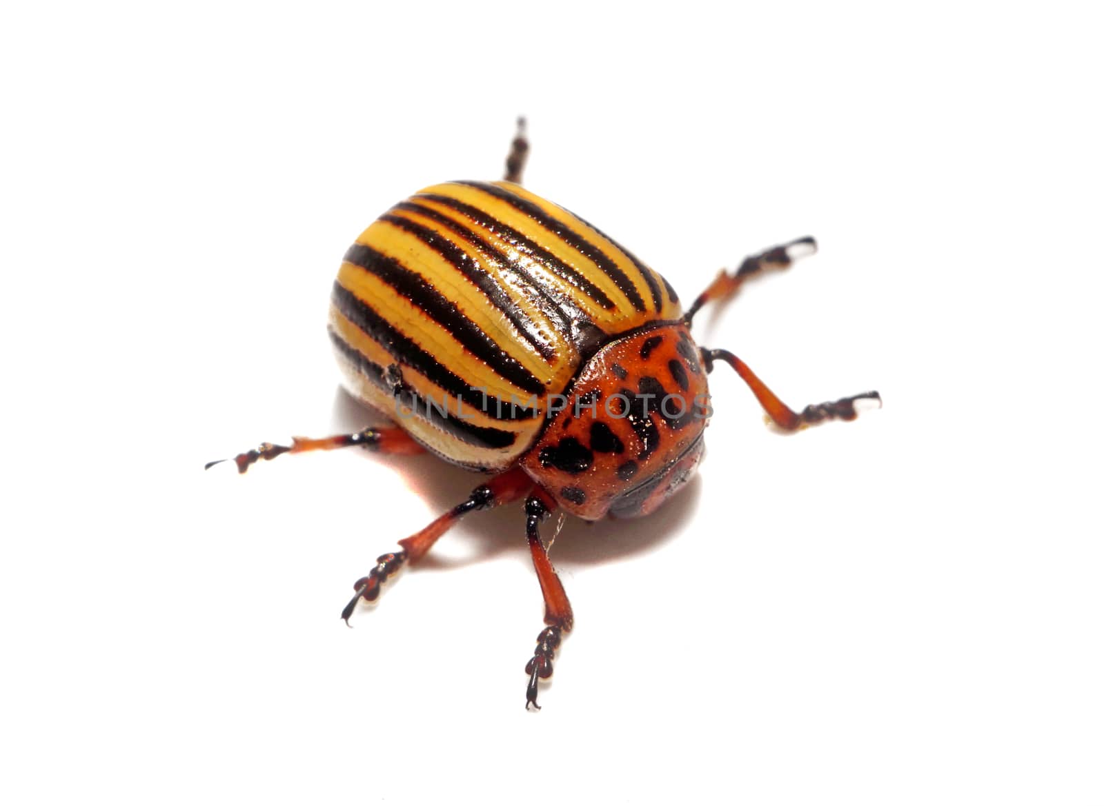   Colorado beetle closeup isolated                             