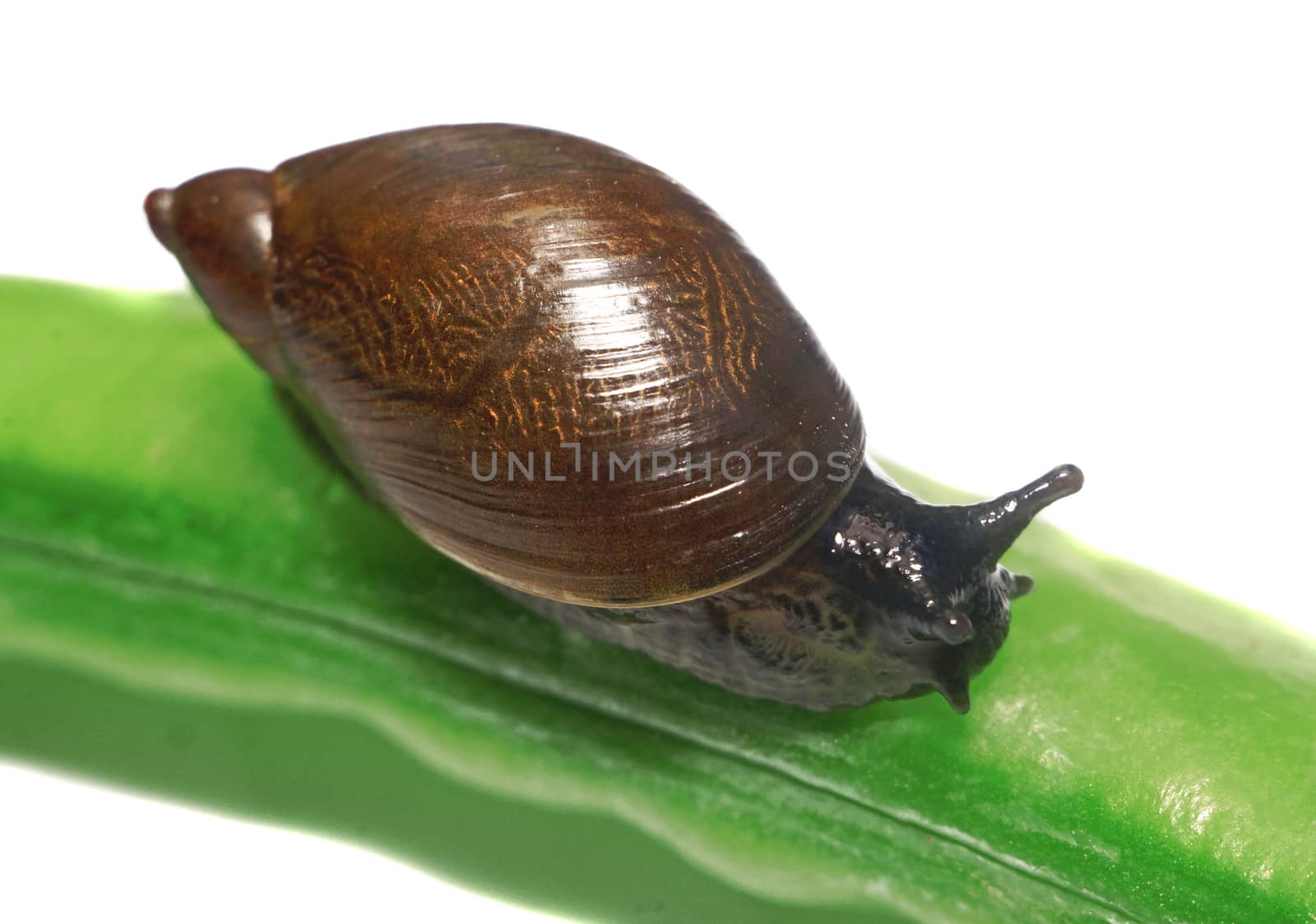 Snail on a pea pod isolated closeup                               