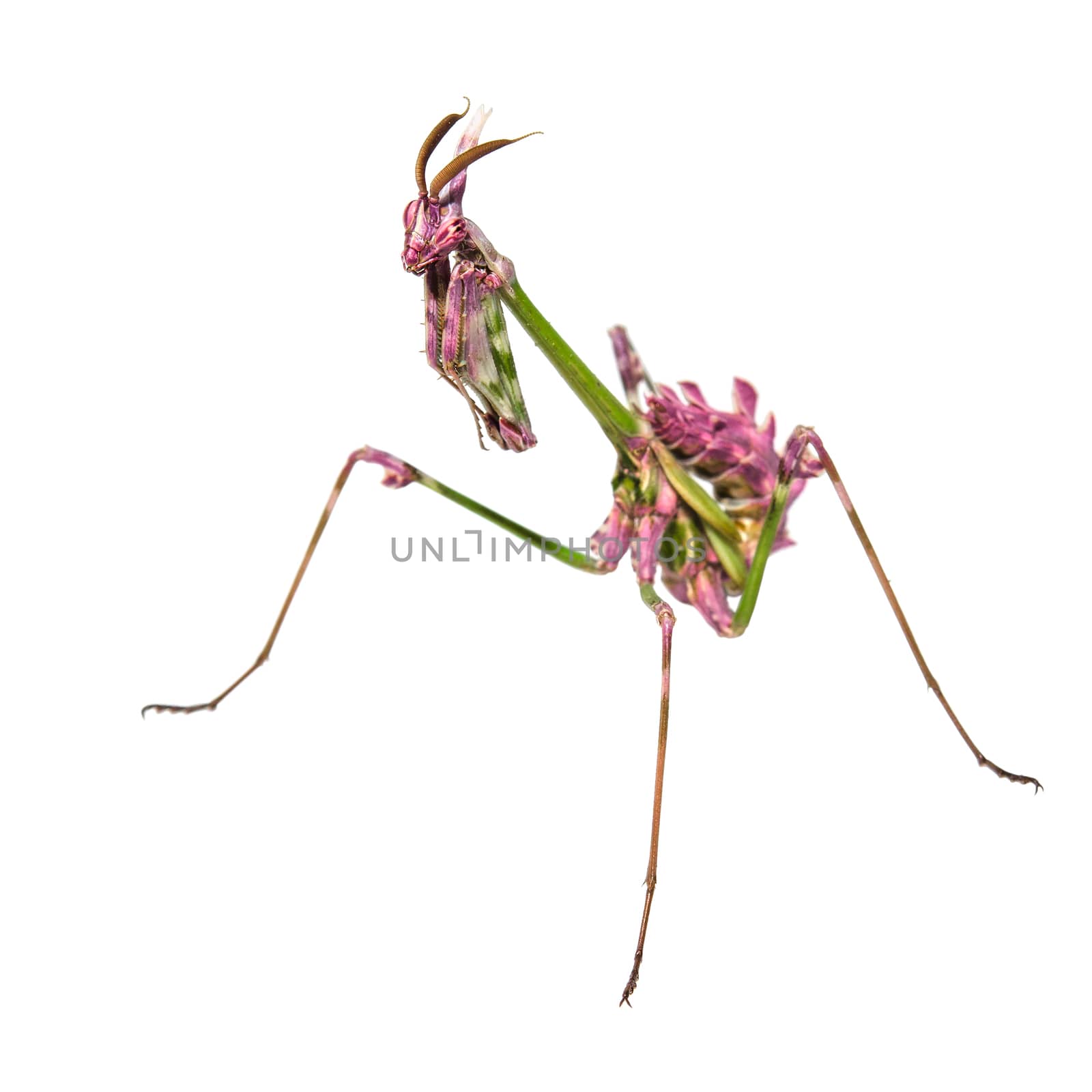 Aliens already on Earth raptorial insect mantis in praying pose isolated on white