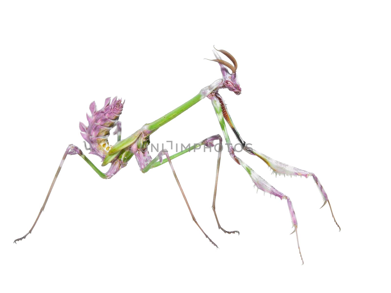 Dangerous predator mantis insect catches prey with long spiked forelegs isolated on white background