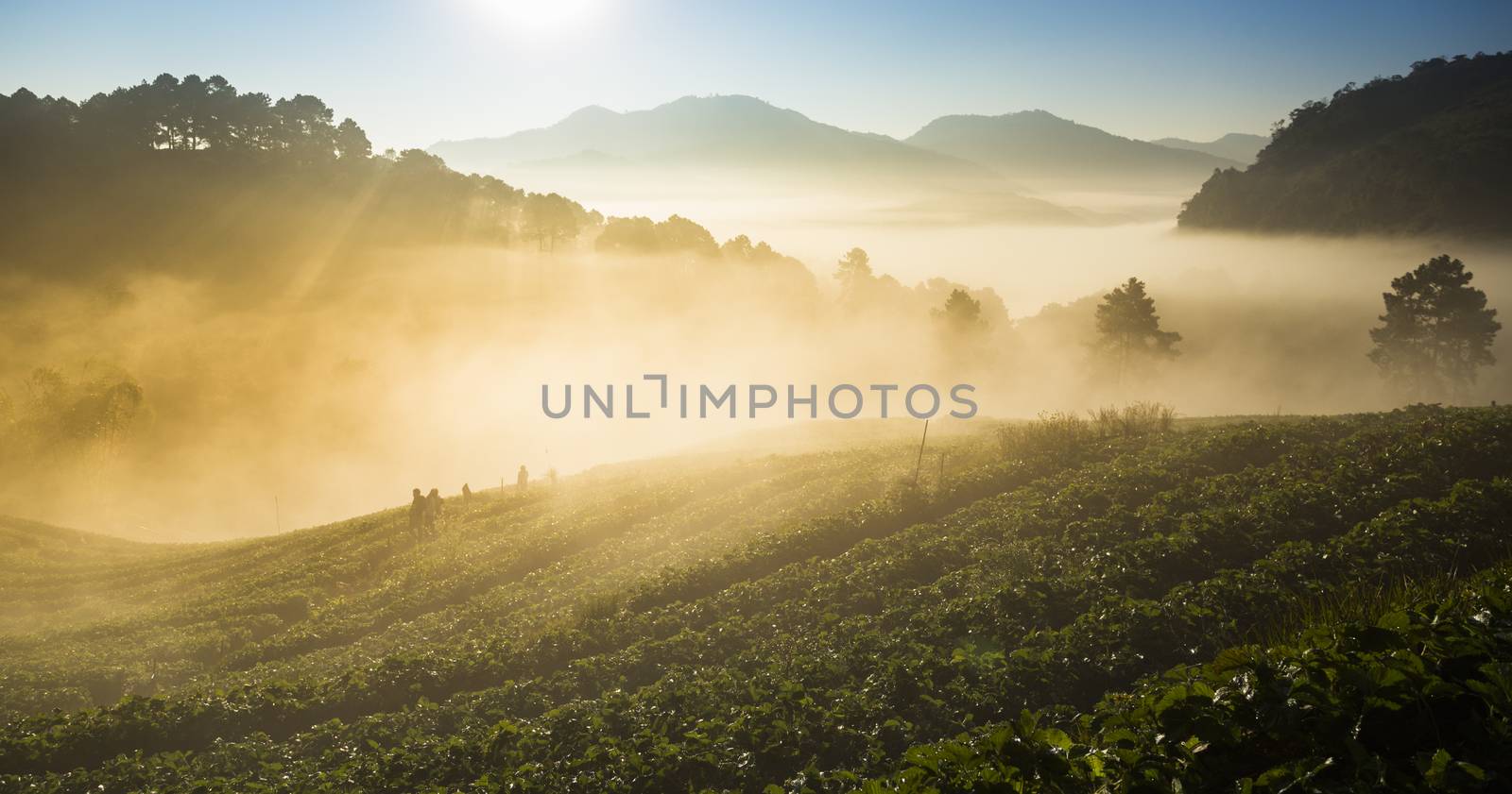 Doi Angkhang strawberry field with fog on morning winter season. Chiang Mai. Thailand.