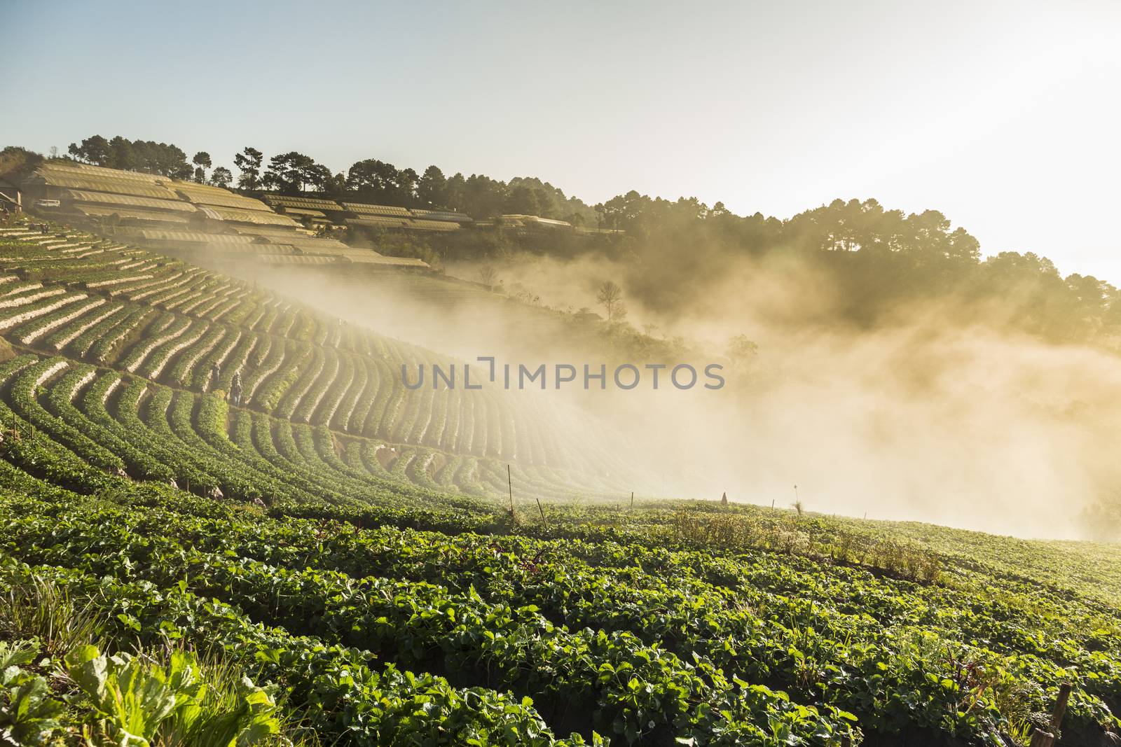 Doi Angkhang strawberry field with fog on morning winter season. Chiang Mai. Thailand.