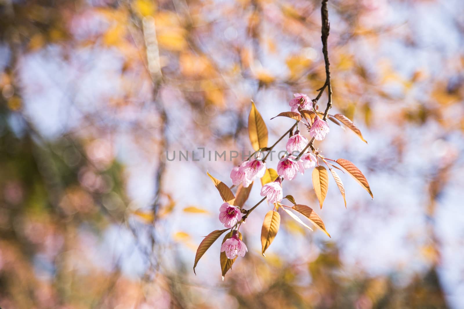 Sakura pink blossom flowers with blur background.