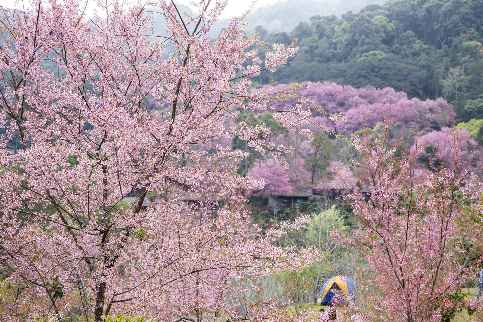 Camping tent with Sakura pink blossom.