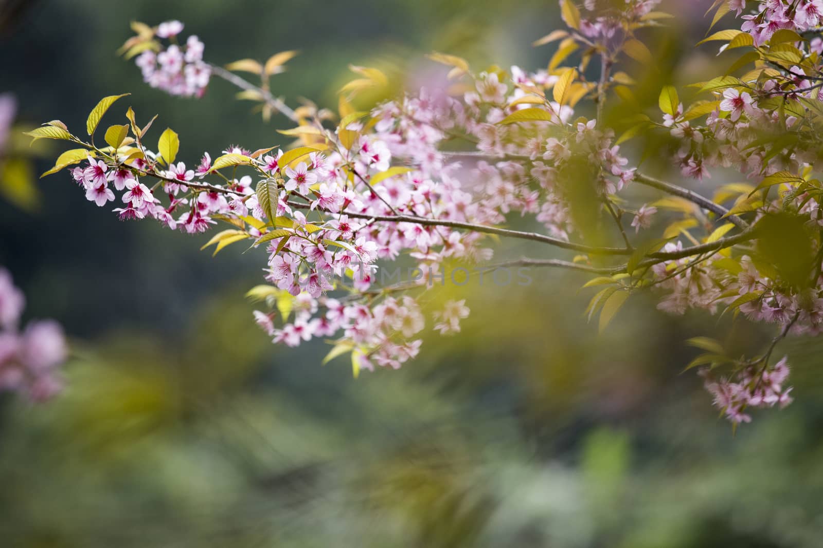 Sakura pink blossom flowers with blur background. by 2nix
