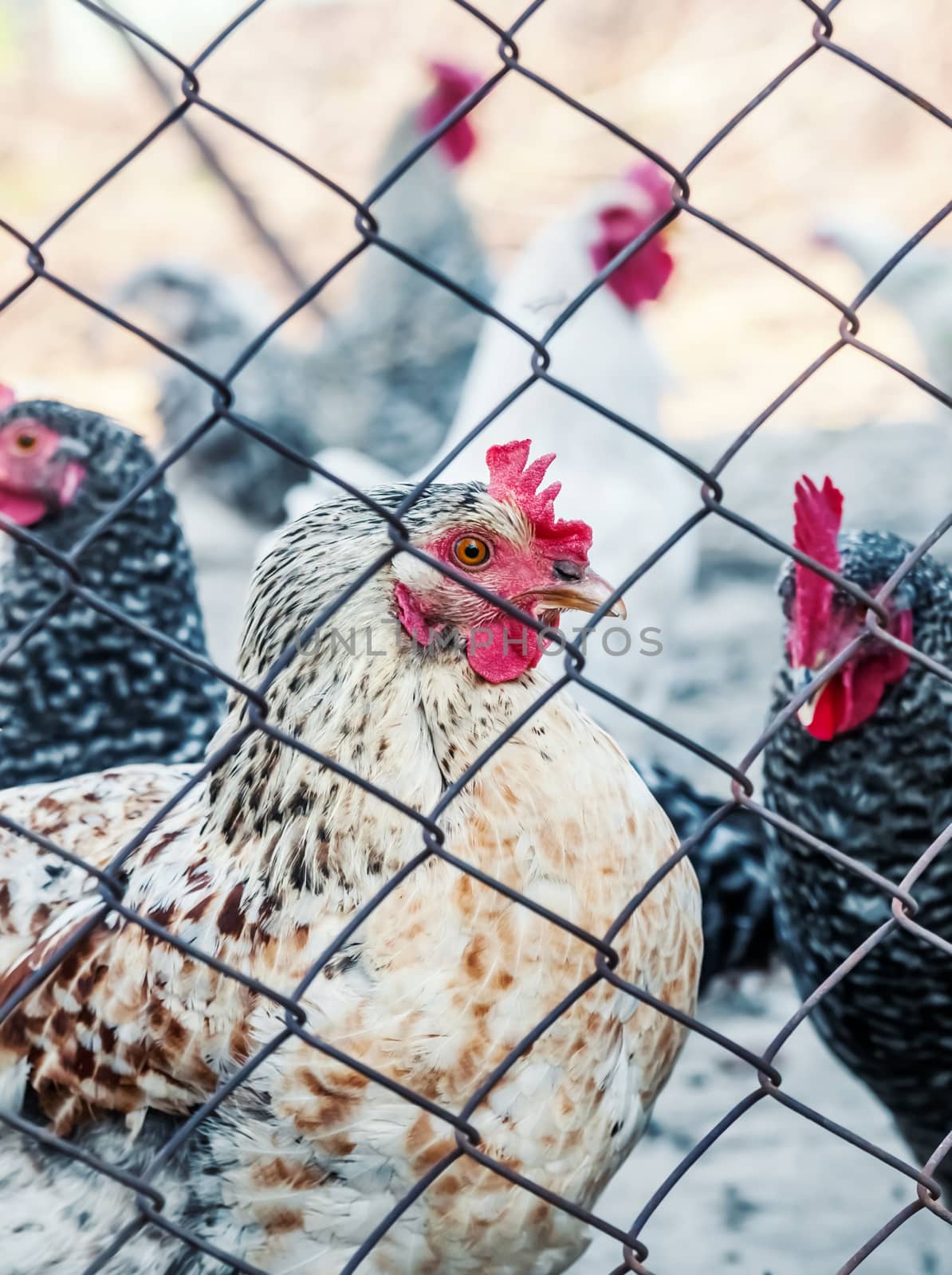 Chickens on poultry farm 