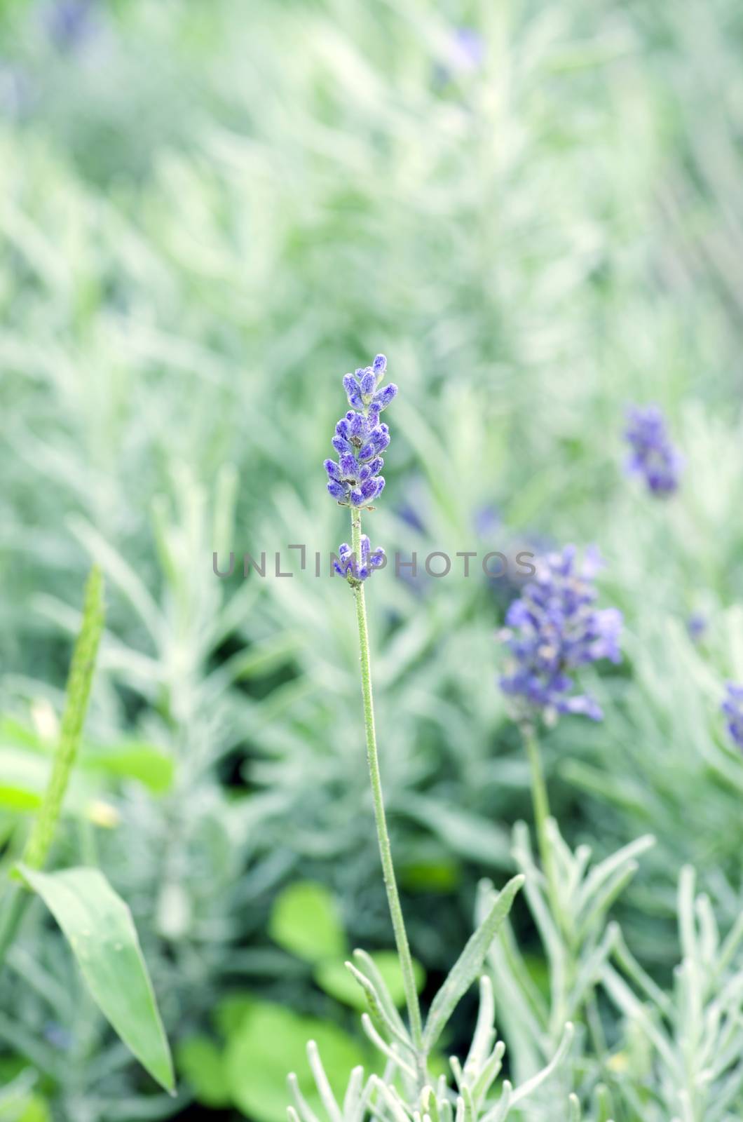 macro of lavender plant. herbal landscape of aromatic plant.