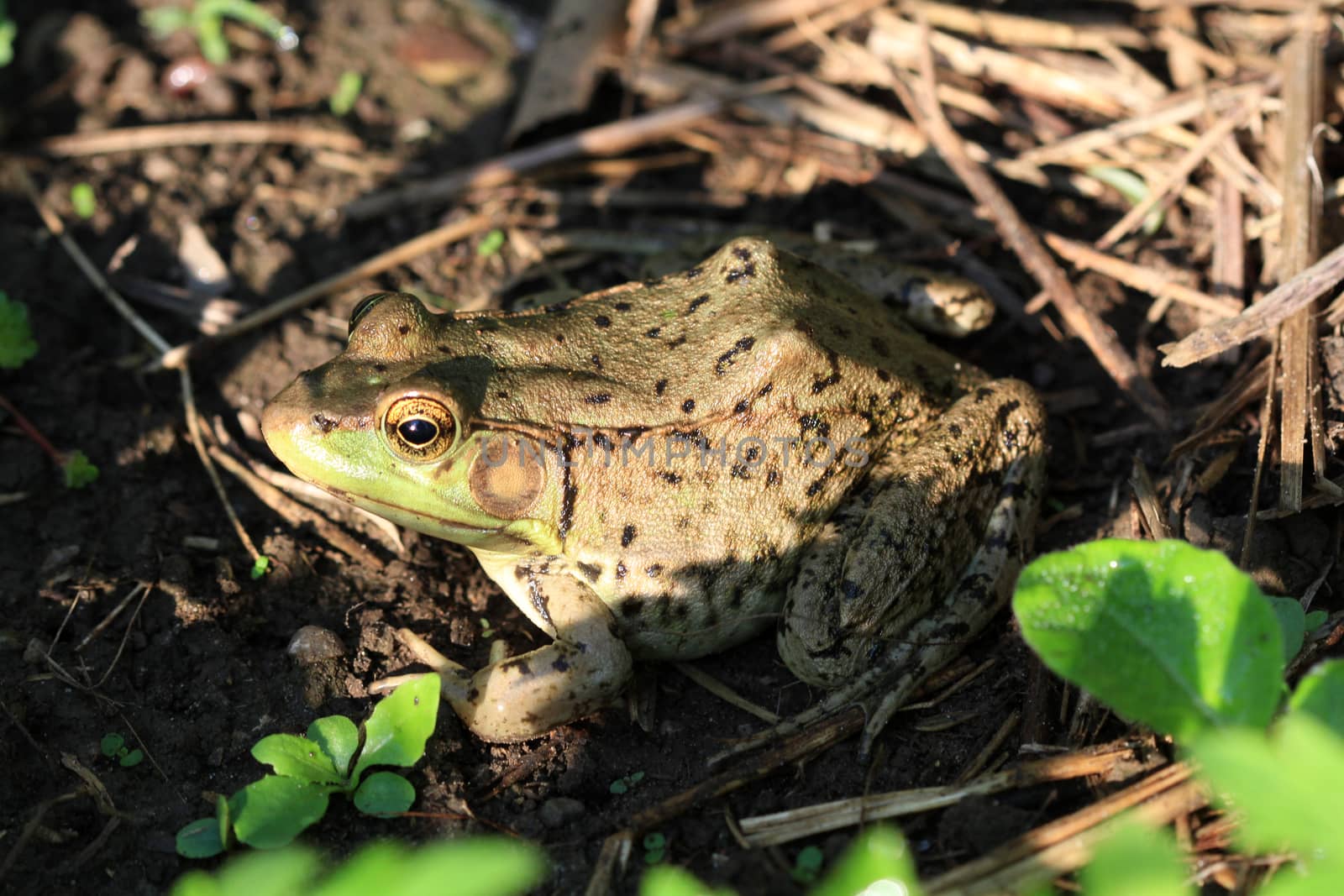 Bullfrog in garden in early morning sun