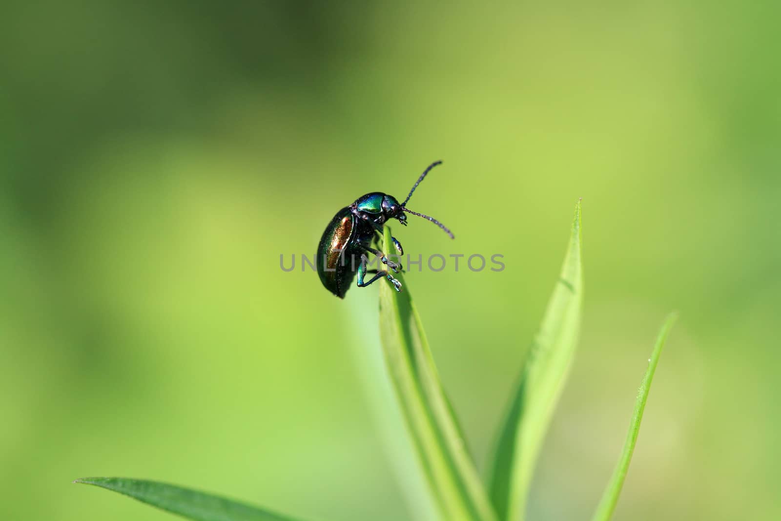 Dogbane Leaf Beetle on end of leaf in early morning sun