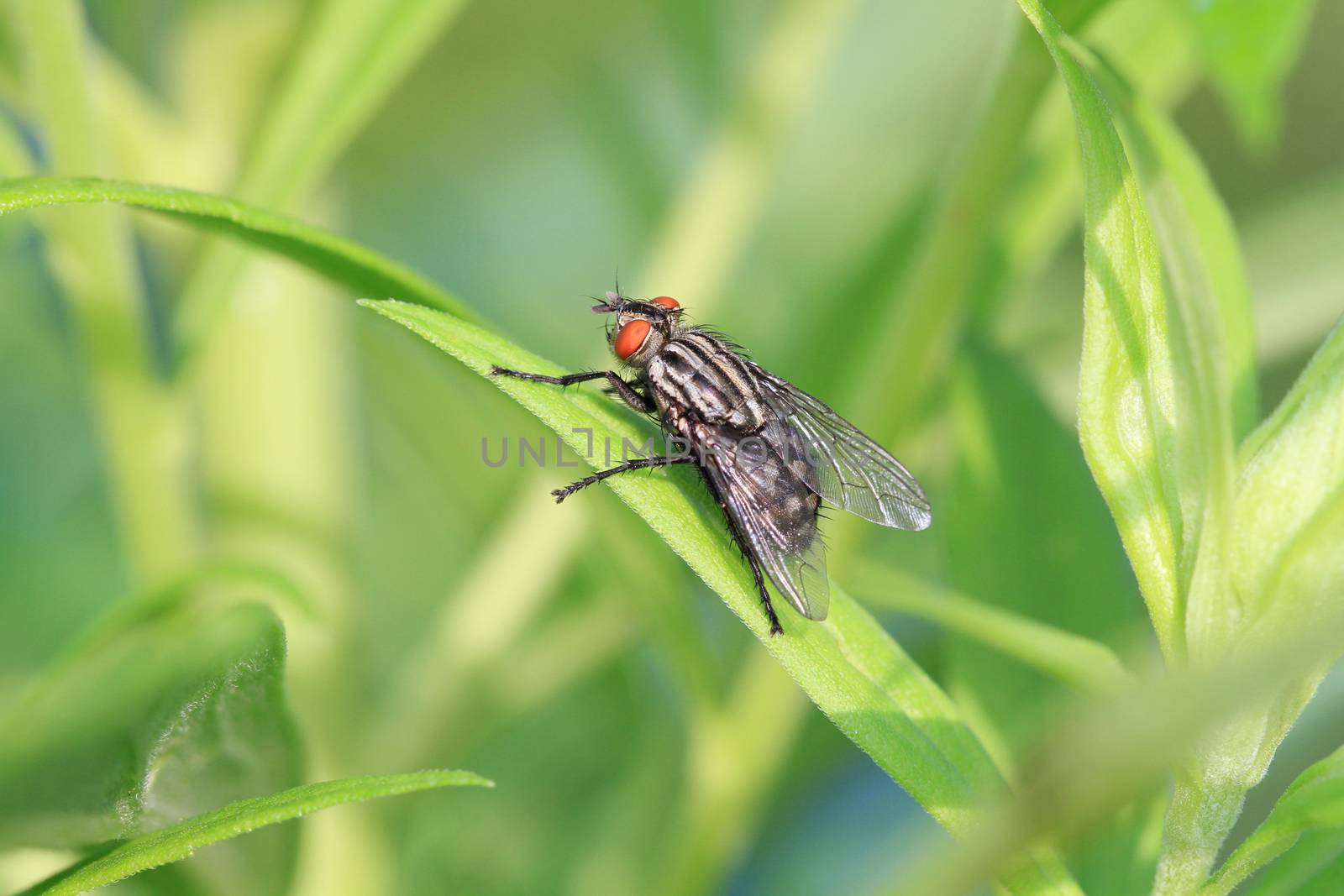Flesh Fly on blade of grass in early morning sun