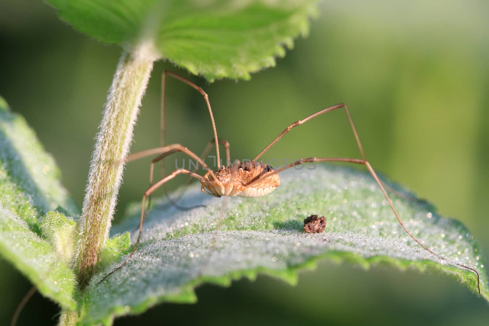 Harvestmen on dew covered leaf early morning light