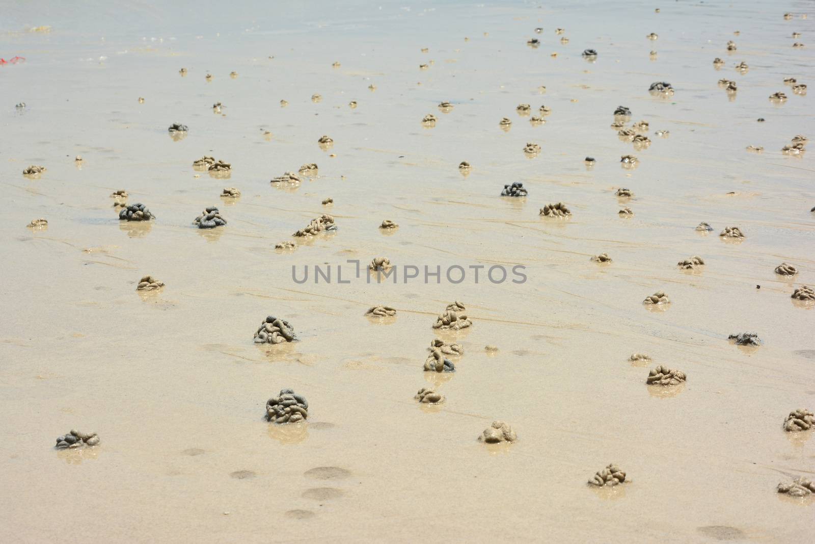 crabs Health marks in Koh Larn Beach, Pattaya, Thailand