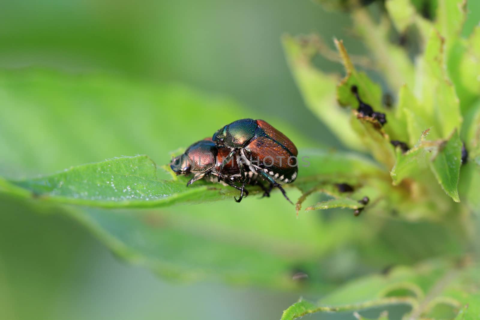 Japanese Beetle mating in early morning sun